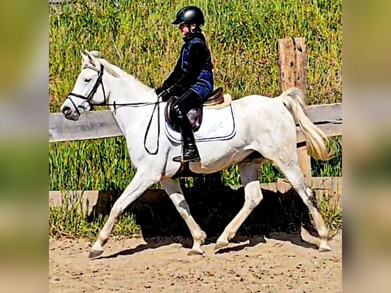 Asil Araber Stute 9 Jahre 155 cm Schimmel in Schellweiler