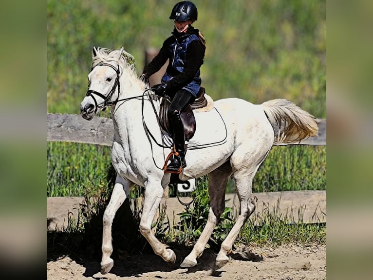 Asil Araber Stute 9 Jahre 155 cm Schimmel in Schellweiler