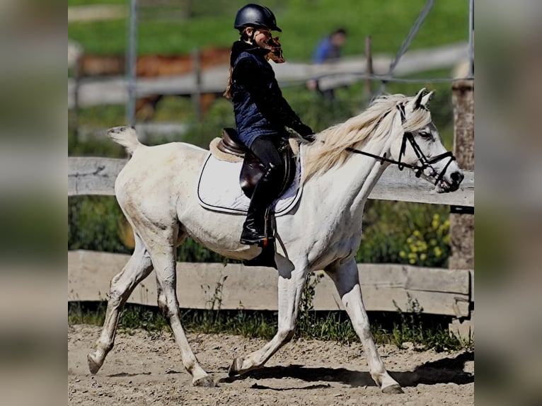 Asil Araber Stute 9 Jahre 155 cm Schimmel in Schellweiler