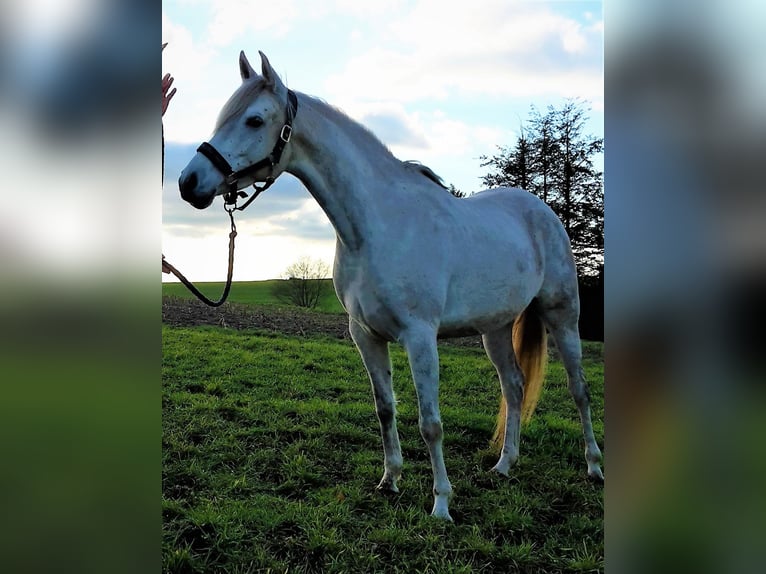 Asil Araber Stute 9 Jahre 155 cm Schimmel in Schellweiler