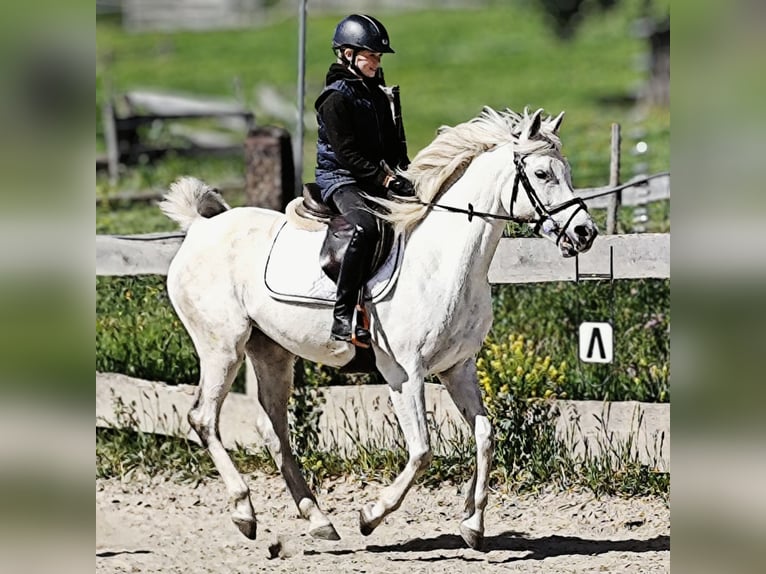 Asil Araber Stute 9 Jahre 155 cm Schimmel in Schellweiler