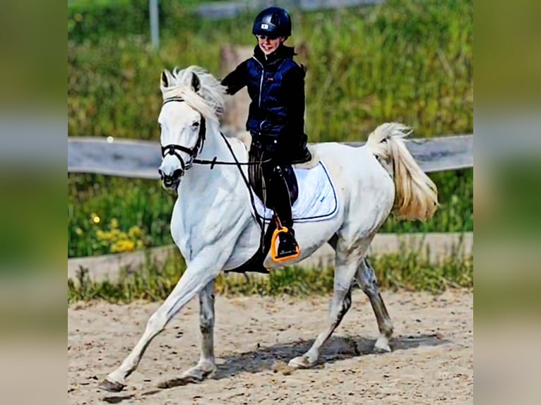 Asil Araber Stute 9 Jahre 155 cm Schimmel in Schellweiler