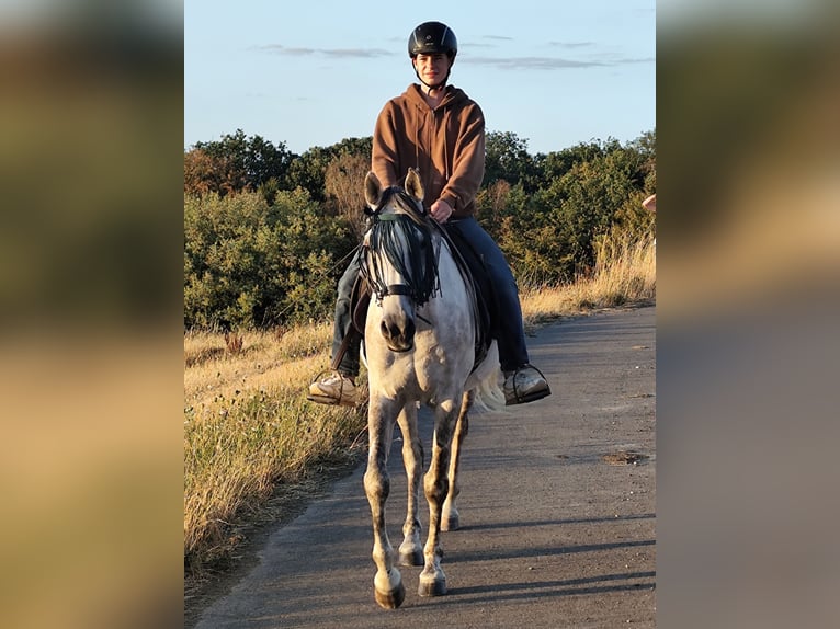 Asil Araber Wallach 10 Jahre 154 cm  in Gersheim