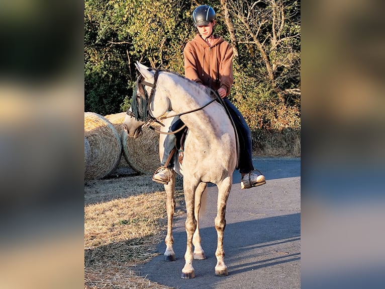 Asil Araber Wallach 10 Jahre 154 cm  in Gersheim