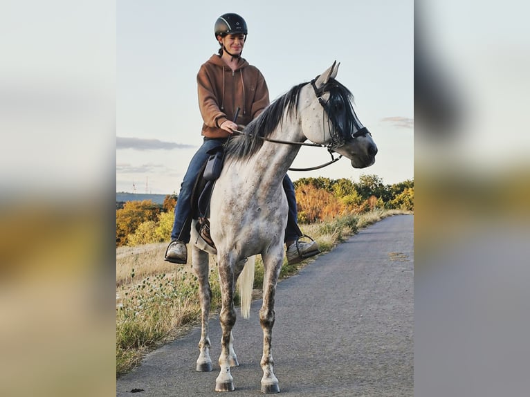 Asil Araber Wallach 10 Jahre 154 cm  in Gersheim