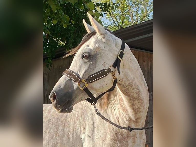 Asil Araber Wallach 10 Jahre 155 cm Schimmel in Gielert