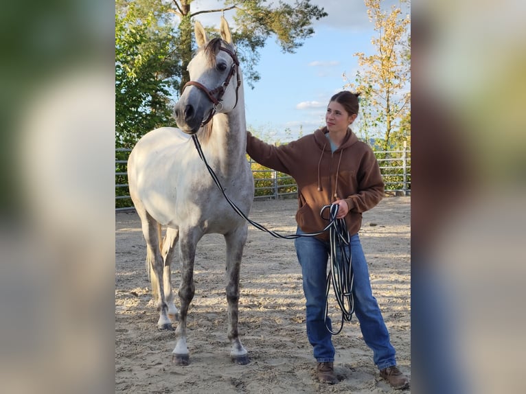 Asil Araber Wallach 10 Jahre 155 cm Schimmel in Gielert