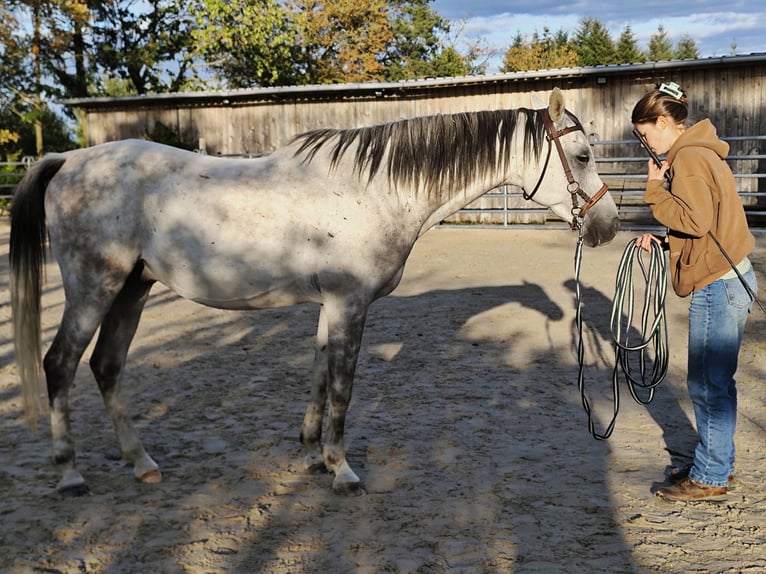 Asil Araber Wallach 10 Jahre 155 cm Schimmel in Gielert