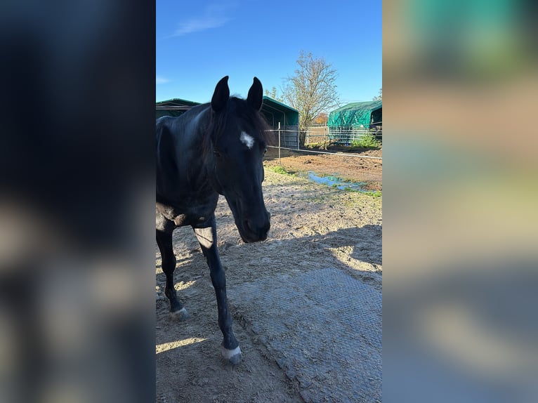 Asil Araber Wallach 11 Jahre 158 cm Rabicano in Bürstadt