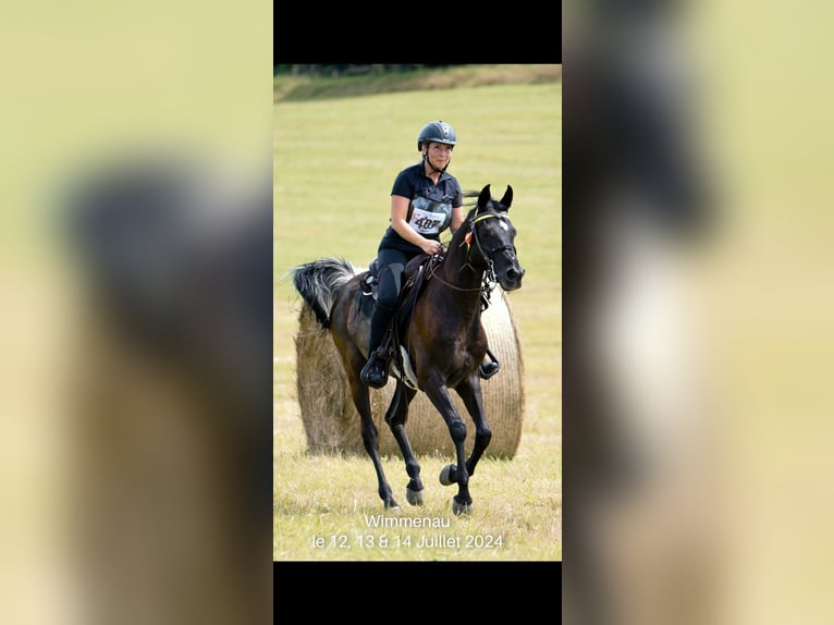 Asil Araber Wallach 11 Jahre 158 cm Rabicano in Bürstadt