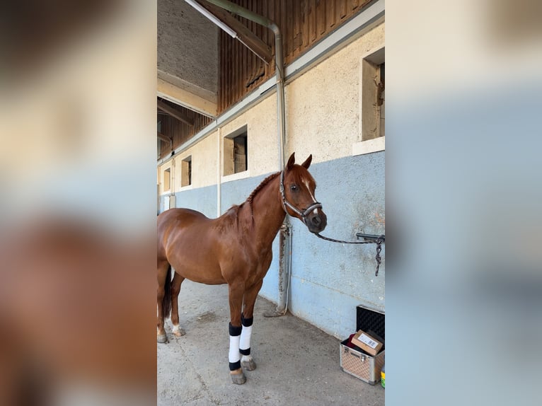 Asil Araber Wallach 17 Jahre 165 cm Fuchs in Konstanz