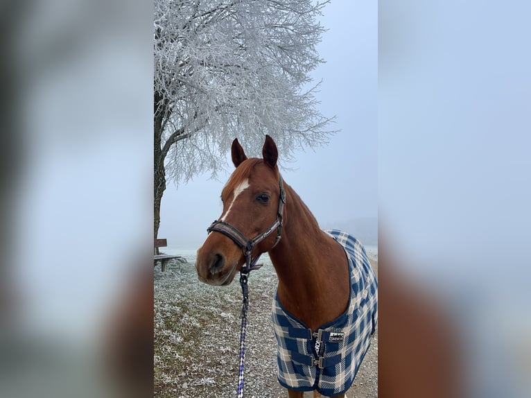 Asil Araber Wallach 17 Jahre 165 cm Fuchs in Konstanz