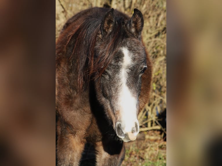 Asil Araber Wallach 2 Jahre 152 cm Kann Schimmel werden in Reutlingen