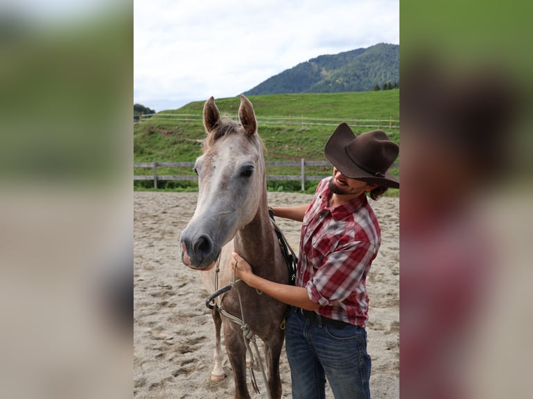 Asil Araber Wallach 2 Jahre 158 cm Braunfalbschimmel in Achenkirch