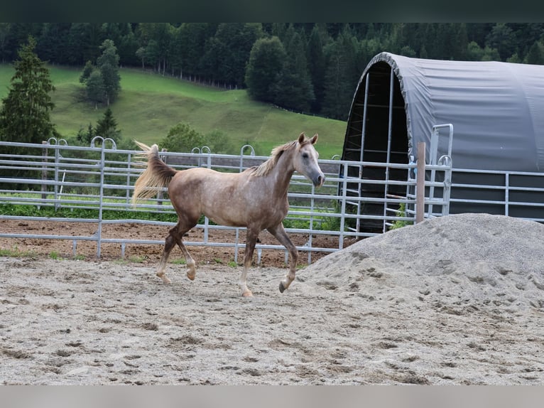 Asil Araber Wallach 2 Jahre 158 cm Braunfalbschimmel in Achenkirch