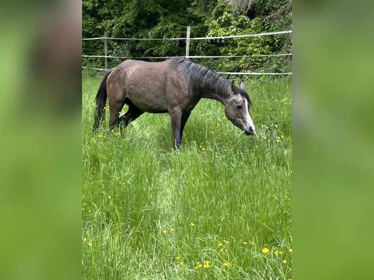 Asil Araber Wallach 3 Jahre 150 cm Kann Schimmel werden in Nattheim