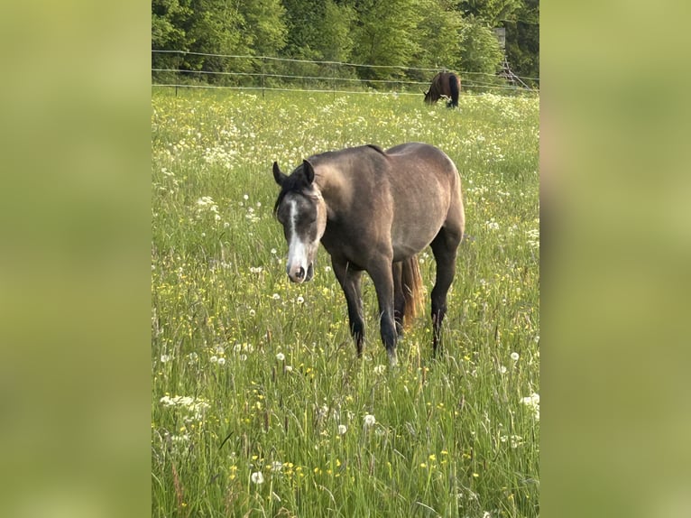 Asil Araber Wallach 3 Jahre 150 cm Kann Schimmel werden in Nattheim