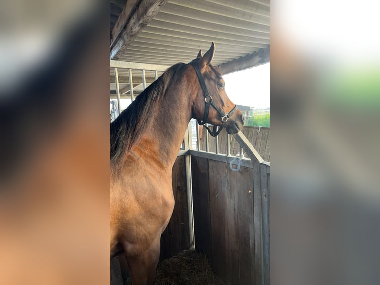 Asil Araber Wallach 4 Jahre 150 cm Brauner in Spaarndam