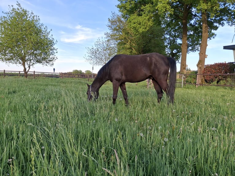 Asil Araber Wallach 4 Jahre 155 cm Rappe in Lommel