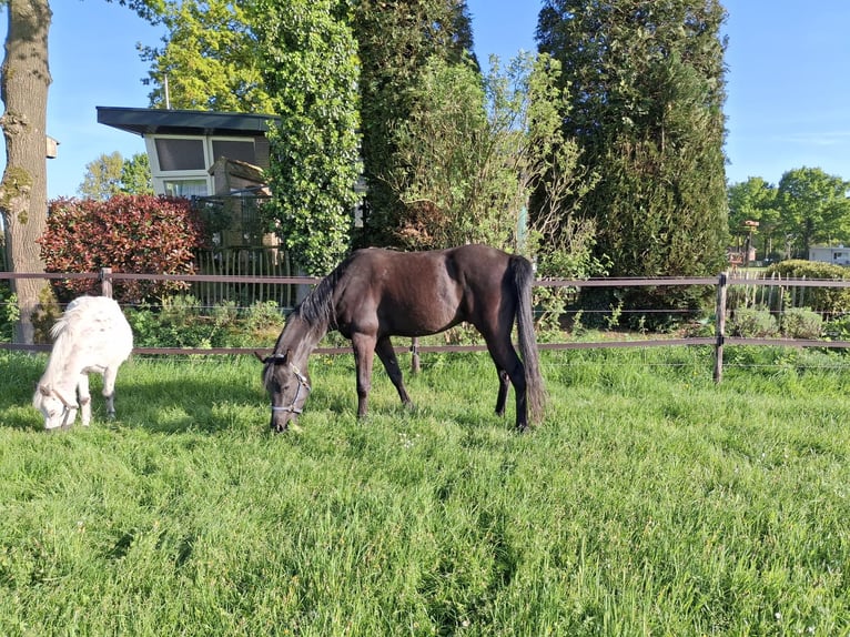 Asil Araber Wallach 4 Jahre 155 cm Rappe in Lommel