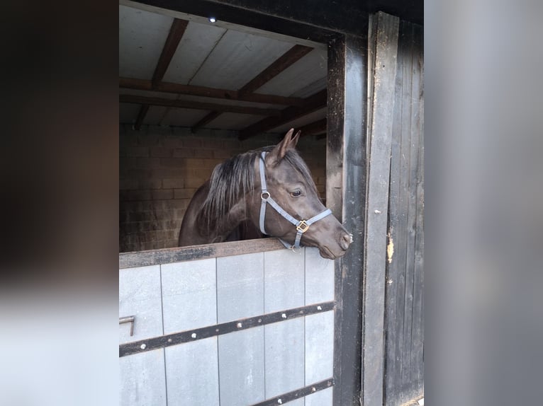 Asil Araber Wallach 4 Jahre 155 cm Rappe in Lommel