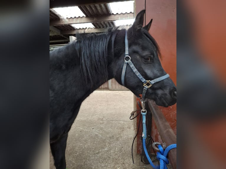 Asil Araber Wallach 4 Jahre 155 cm Rappe in Lommel