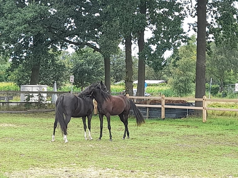 Asil Araber Wallach 4 Jahre 155 cm Rappe in Lommel