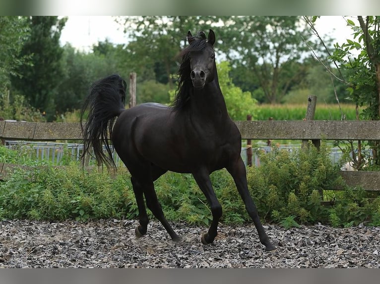 Asil Araber Wallach 4 Jahre 155 cm Rappe in Lommel