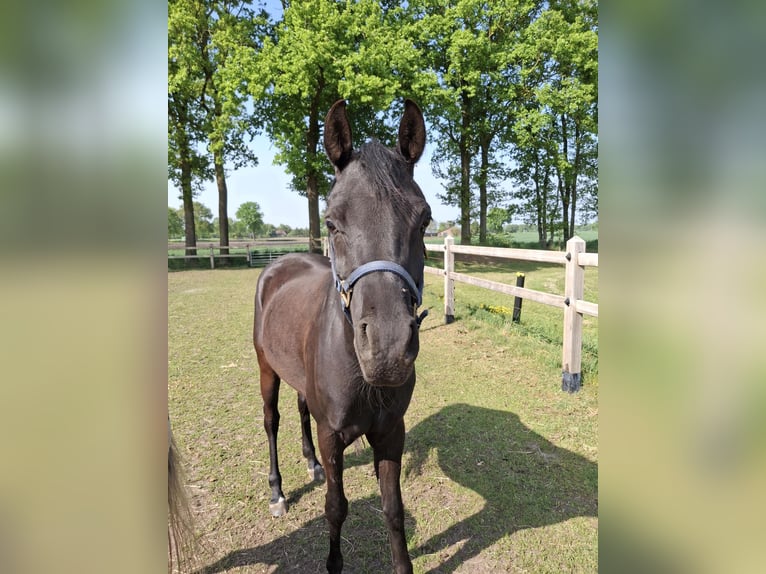 Asil Araber Wallach 4 Jahre 155 cm Rappe in Lommel