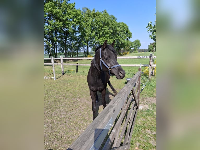 Asil Araber Wallach 4 Jahre 155 cm Rappe in Lommel