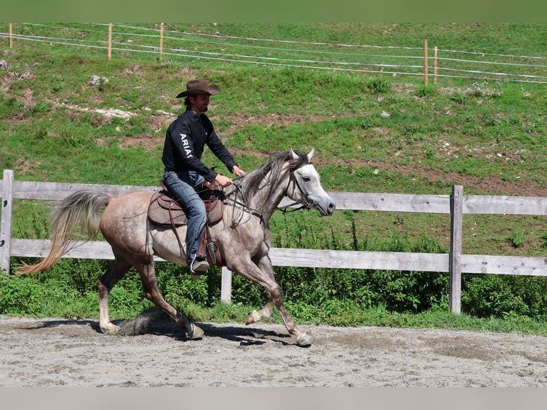 Asil Araber Wallach 4 Jahre 158 cm Apfelschimmel in Achenkirch