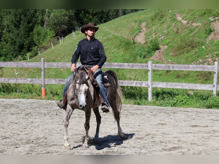 Asil Araber Wallach 4 Jahre 158 cm Apfelschimmel in Achenkirch