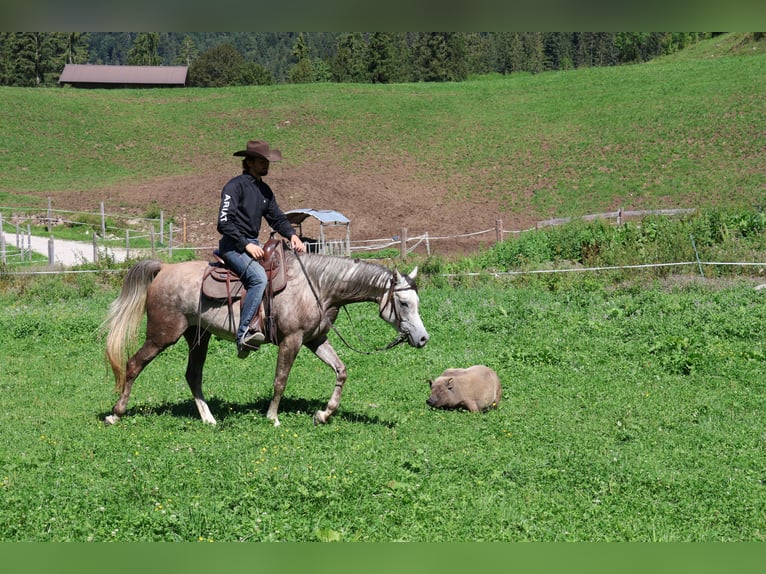 Asil Araber Wallach 4 Jahre 158 cm Apfelschimmel in Achenkirch