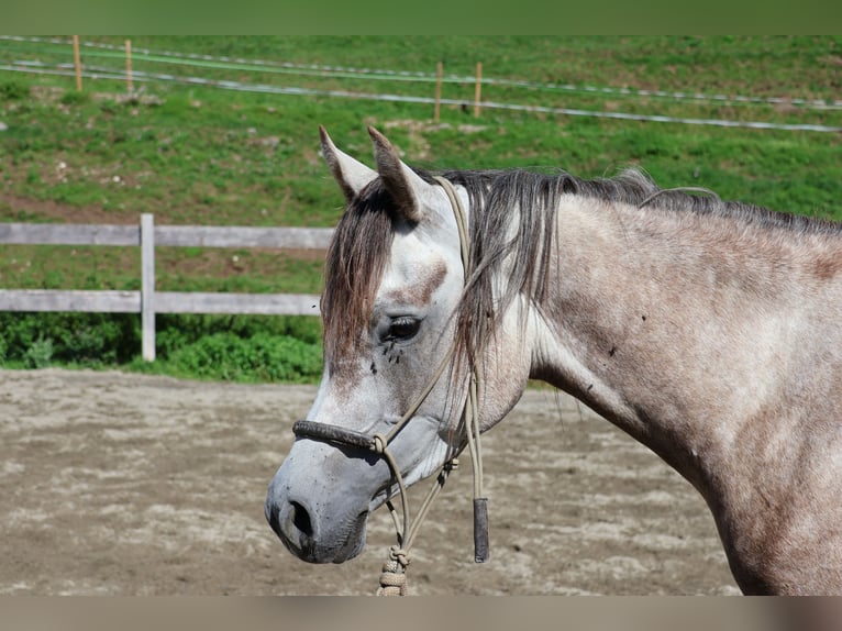 Asil Araber Wallach 4 Jahre 158 cm Apfelschimmel in Achenkirch