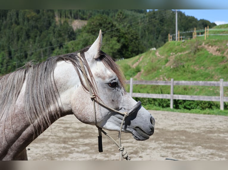 Asil Araber Wallach 4 Jahre 158 cm Apfelschimmel in Achenkirch
