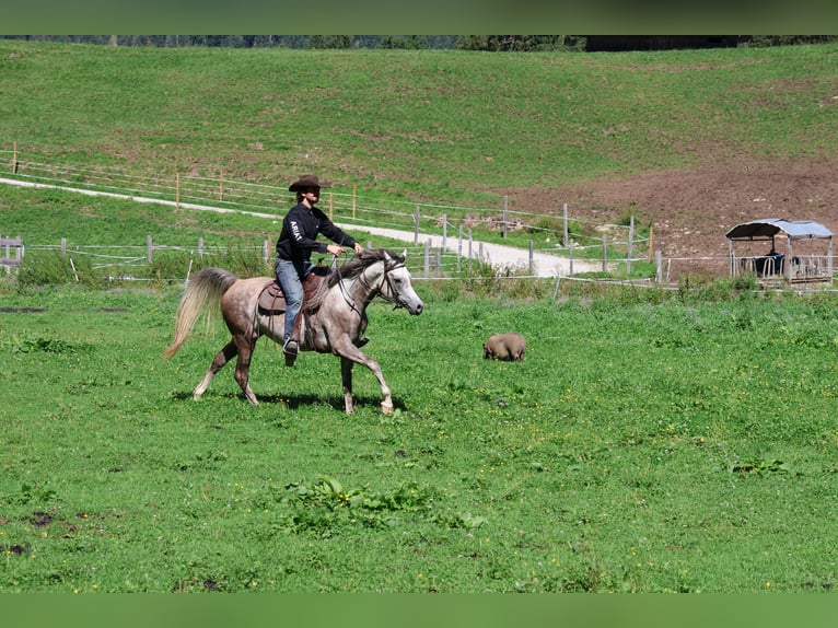 Asil Araber Wallach 4 Jahre 158 cm Apfelschimmel in Achenkirch