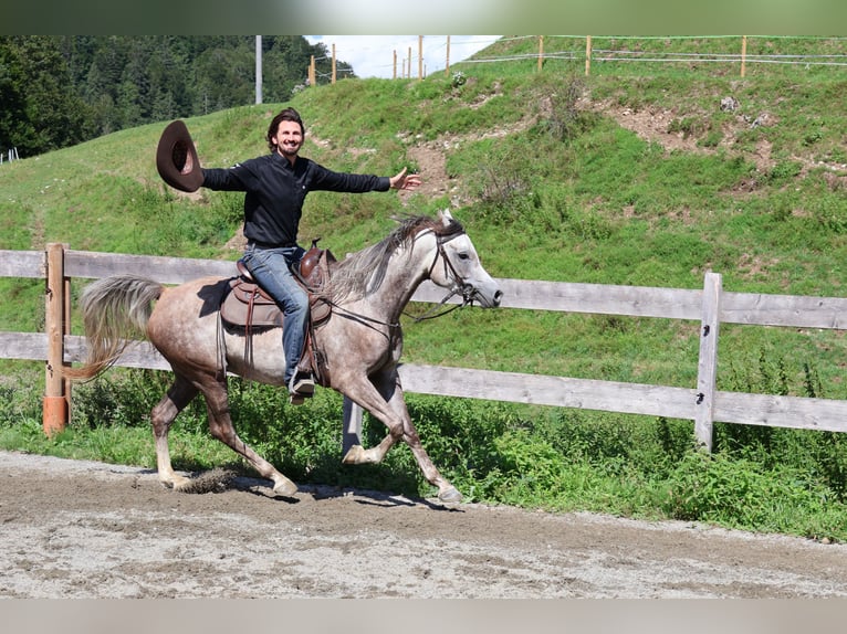 Asil Araber Wallach 4 Jahre 158 cm Apfelschimmel in Achenkirch