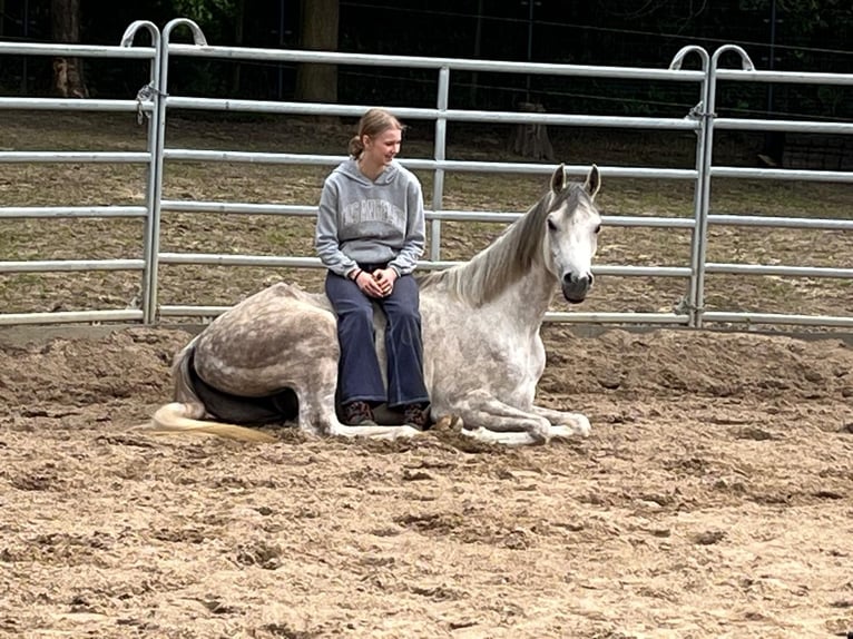 Asil Araber Wallach 5 Jahre 165 cm Schimmel in Veerle-Laakdal