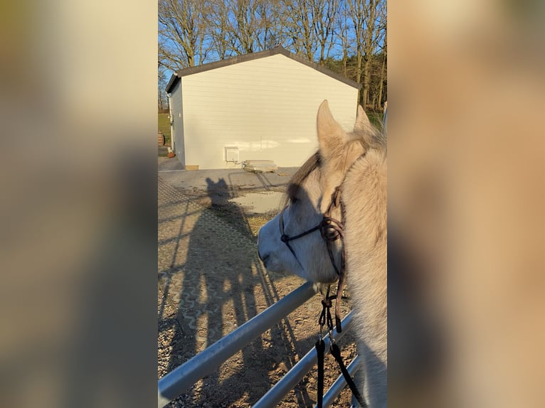 Asil Araber Wallach 5 Jahre 165 cm Schimmel in Veerle-Laakdal