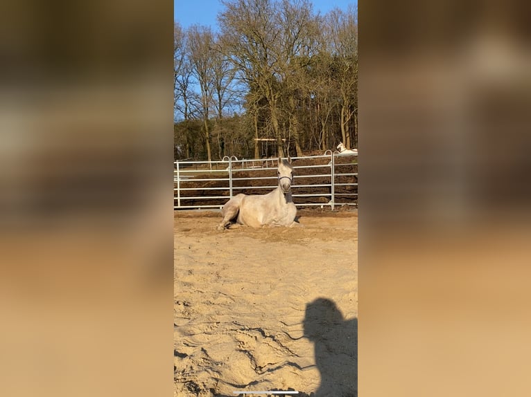 Asil Araber Wallach 5 Jahre 165 cm Schimmel in Veerle-Laakdal