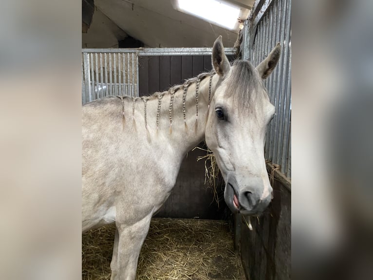 Asil Araber Wallach 5 Jahre 165 cm Schimmel in Veerle-Laakdal