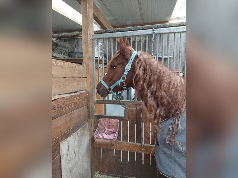 Asil Araber Wallach 8 Jahre 154 cm Fuchs in Stockach