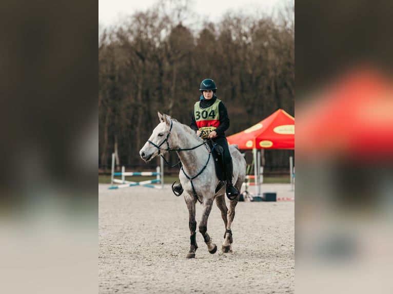 Asil Araber Wallach 8 Jahre 161 cm Apfelschimmel in Almelo