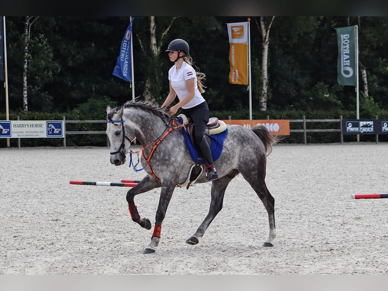 Asil Araber Wallach 8 Jahre 161 cm Apfelschimmel in Almelo