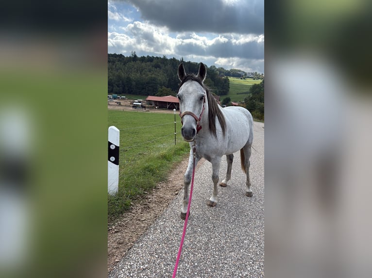 Asil Araber Wallach 9 Jahre 147 cm Apfelschimmel in Bernhardswald