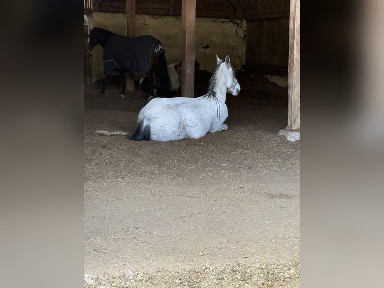 Asil Araber Wallach 9 Jahre 147 cm Apfelschimmel in Bernhardswald