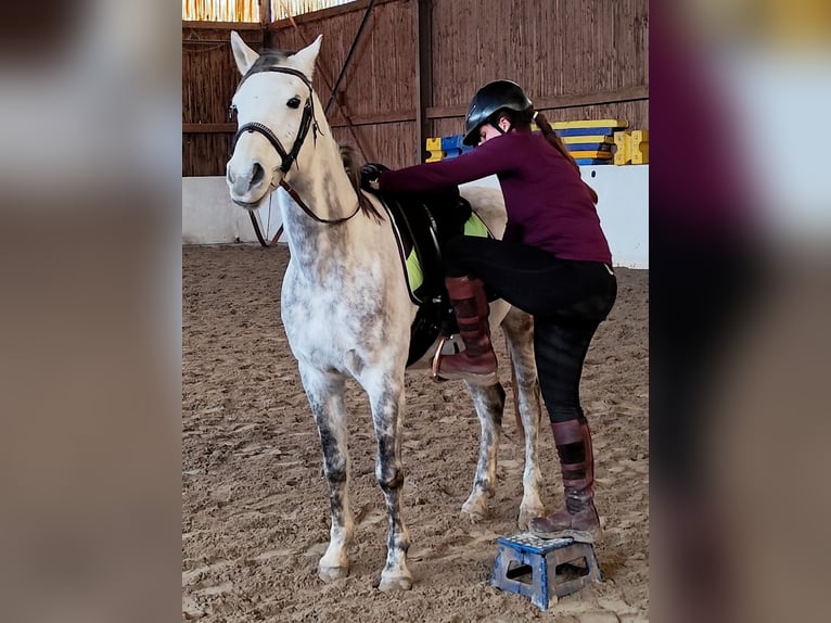 Asil Araber Wallach 9 Jahre 155 cm Schimmel in Gersheim