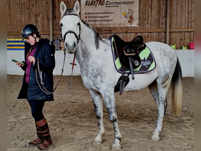 Asil Araber Wallach 9 Jahre 155 cm Schimmel in Gersheim