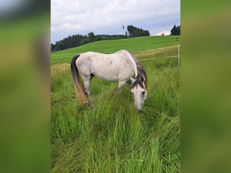 Asil Arabian Gelding 10 years 14,2 hh Grey-Dark-Tan in Ravensburg