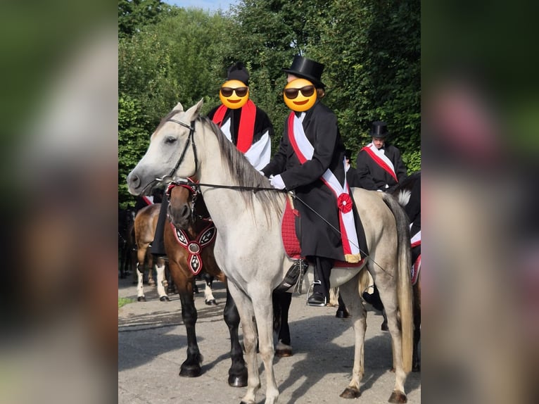 Asil Arabian Gelding 10 years 14,2 hh Grey-Dark-Tan in Ravensburg